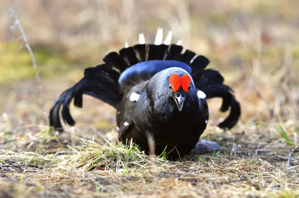 Portrait of a lekking black grouse — Stock Photo, Image