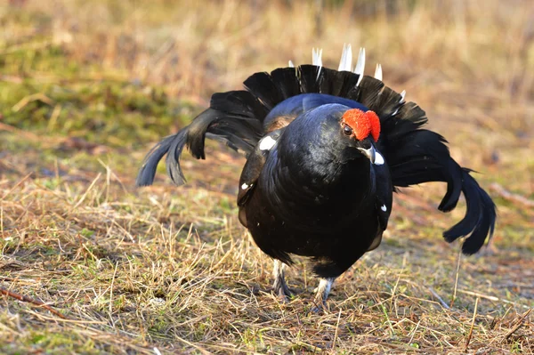 Portrait of a lekking black grouse — Stock Photo, Image