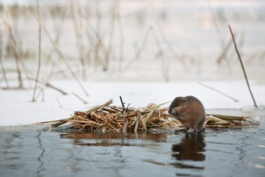 il topo muschiato (ondatra zibethicus)