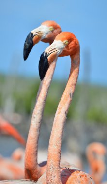 Amerikan flamingo.