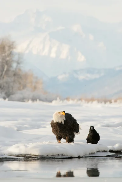 Bald eagle ( Haliaeetus leucocephalus ) and Black Raven. — Stock Photo, Image