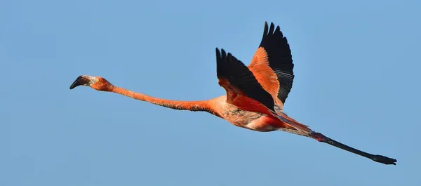 Vliegende flamingo — Stockfoto