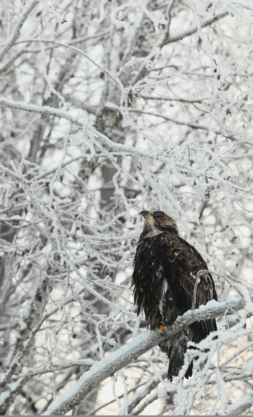 Bald eagle zat op sneeuw branch — Stockfoto