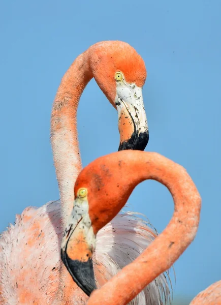 Amerikaanse flamingo. — Stockfoto