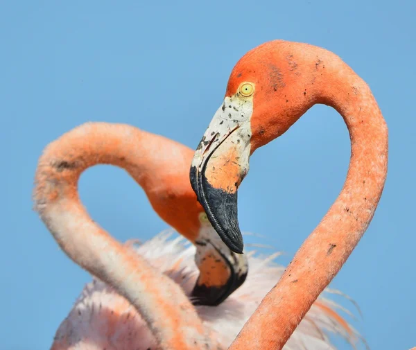 Amerikan flamingo. — Stok fotoğraf