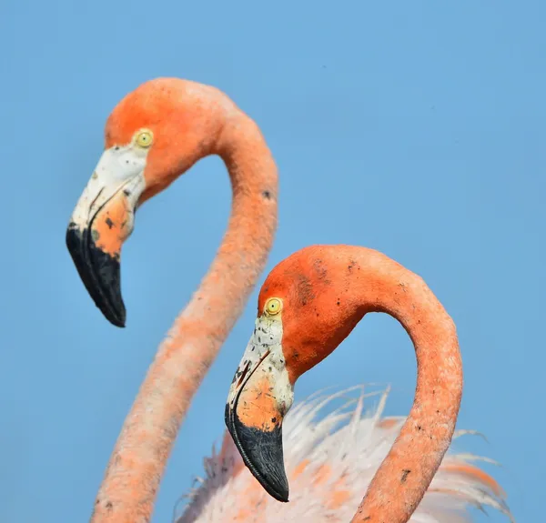 Amerykański flamingo. — Zdjęcie stockowe