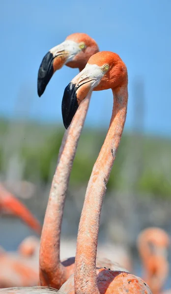 American Flamingo. — Stock Photo, Image