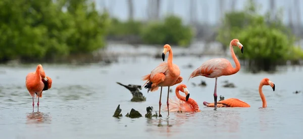 Caribbean flamingos ( Phoenicopterus ruber ) — Stock Photo, Image