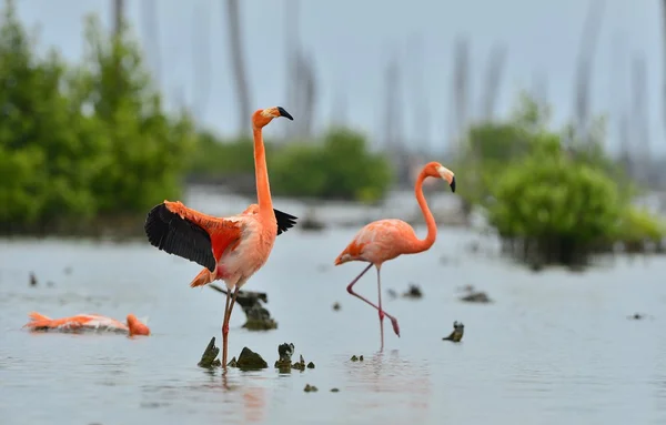 Caribbean flamingos ( Phoenicopterus ruber ) — Stock Photo, Image