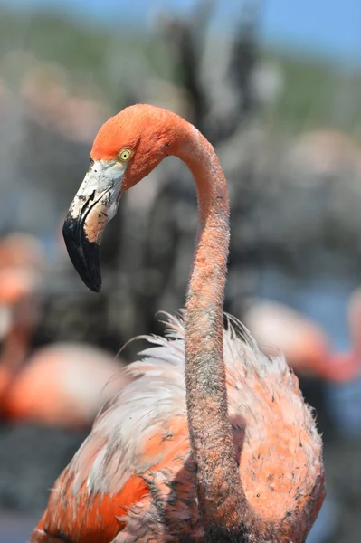 Portret van de Amerikaanse flamingo. — Stockfoto