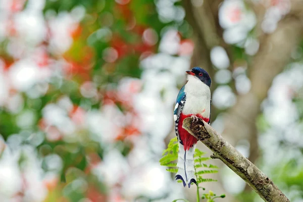 Tokororo — Stock Photo, Image