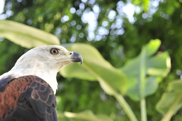 The African Fish Eagle (Haliaeetus vocifer) Portrait of an African Fish Eagle — Stock Photo, Image