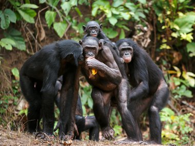 şempanze bonobo (pan paniscus)