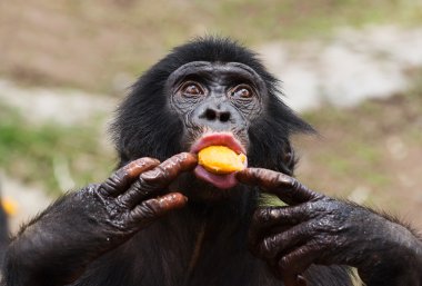 Cub of a Chimpanzee bonobo
