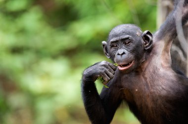 bir şempanze bonobo yavrusu