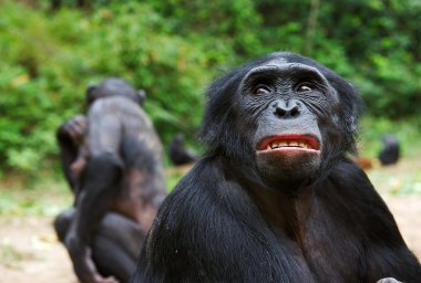 Bonobo (pan paniscus) portre.