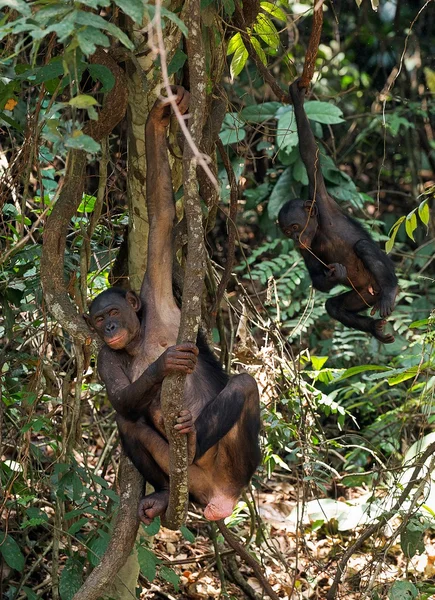 Chimpanzé Bonobo (Pan paniscus) e filhote — Fotografia de Stock