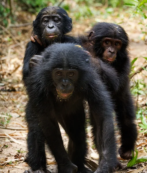 三只幼崽的倭黑猩猩 — 图库照片
