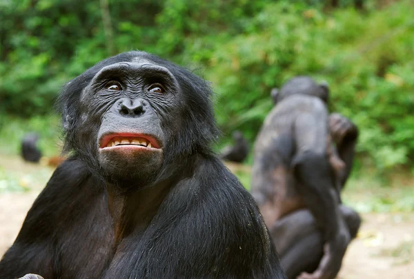 Ritratto di Bonobo (Pan paniscus) . — Foto Stock