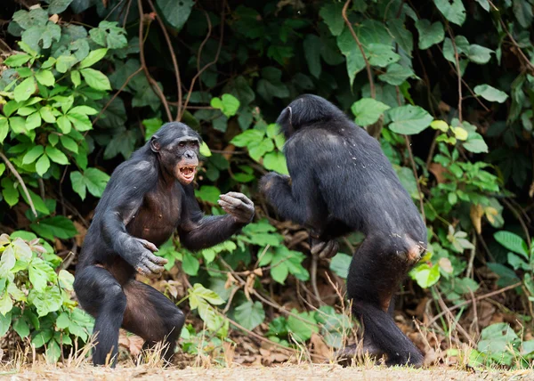 Fighting schimpans — Stockfoto