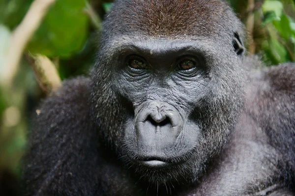 Retrato de una hembra del gorila de las tierras bajas occidentales — Foto de Stock