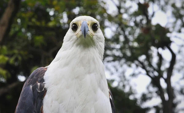 The African Fish Eagle (Haliaeetus vocifer) Portrait of an African Fish Eagle — Stock Photo, Image