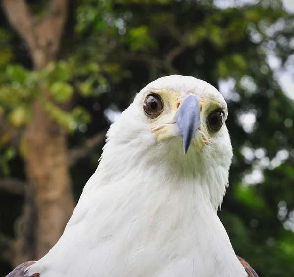 Águia de Peixes Africanos (Haliaeetus vocifer) Retrato de uma Águia de Peixes Africanos — Fotografia de Stock