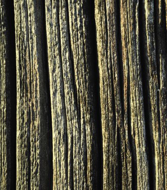 Ağaç doku kabuğu. Ahşap ağaç kabuğu doku arka plan kaba  