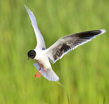 Karabaş martı (chroicocephalus ridibundus)