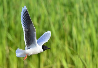 Karabaş martı (chroicocephalus ridibundus)