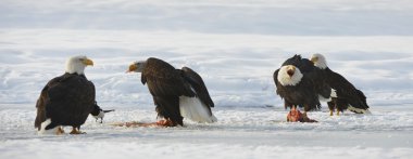 Kel kartallar ( Haliaeetus leucocephalus ) 