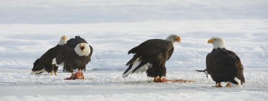Kel kartallar ( Haliaeetus leucocephalus ) 