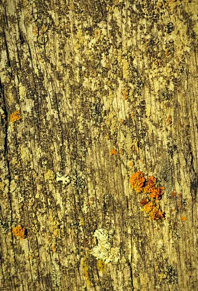 Кора Текстуры Дерева Ткань Коры Грубой Древесины — стоковое фото