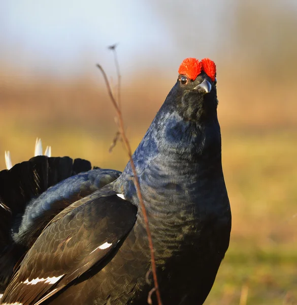 A Grouse Negra no Lek . — Fotografia de Stock