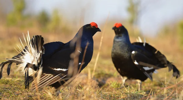 Le Tétras noir ou Blackgame (Tetrao tetrix ). — Photo