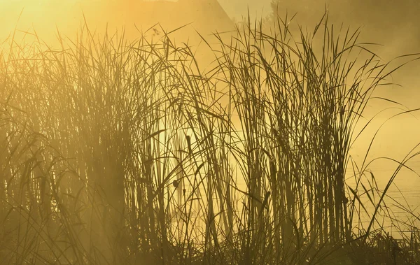 Příroda Zamlžené Pozadí Pobřežním Rákosí Zářící Jezero Vody — Stock fotografie