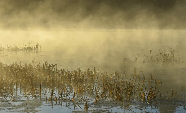 Natureza Fundo Nebuloso Com Cana Costeira Água Lago Brilhante — Fotografia de Stock