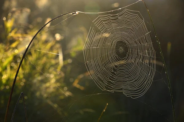 Spider Web Meadow Rays Rising Sun Cobweb Autumn Meadow Backlit — Stock Photo, Image