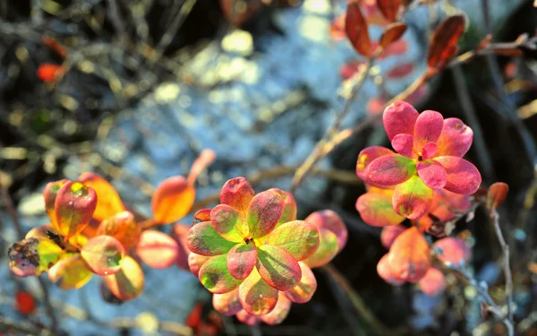 Podzimní Listí Západu Slunce Světlo Bog Borůvky Nebo Severní Borůvky — Stock fotografie