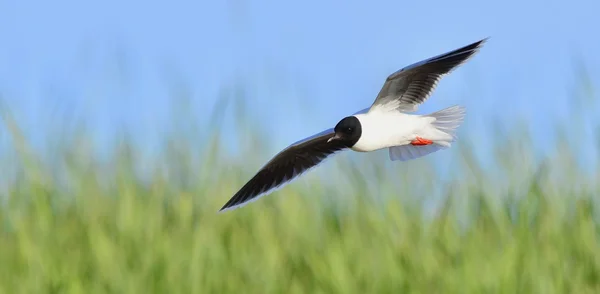 黑头鸥 (chroicocephalus ridibundus) — 图库照片