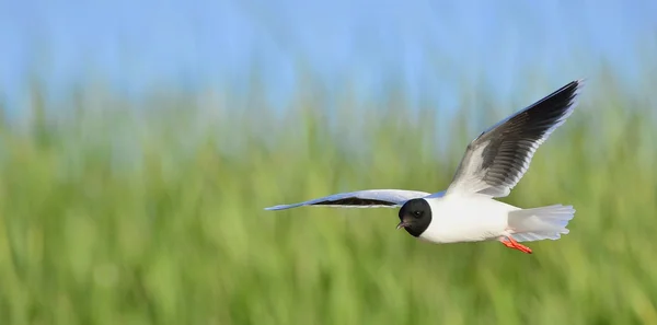 A gaivota de cabeça preta (Chroicocephalus ridibundus ) — Fotografia de Stock
