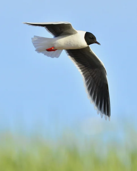 Skrattmås (Larus ridibundus) — Stockfoto