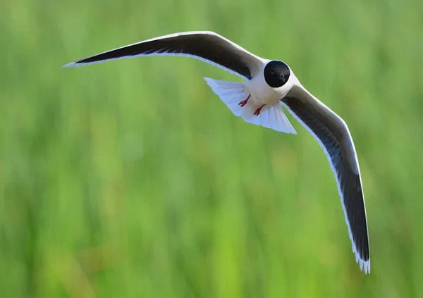 Черноголовая чайка (Chroicocephalus ridibundus ) — стоковое фото