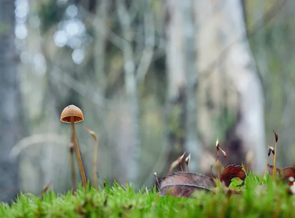 孤独在森林里的蘑菇 — 图库照片