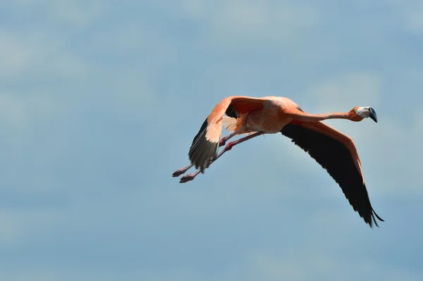 Létající flamingo — Stock fotografie