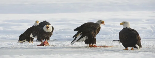 Kel kartallar ( Haliaeetus leucocephalus ) — Stok fotoğraf