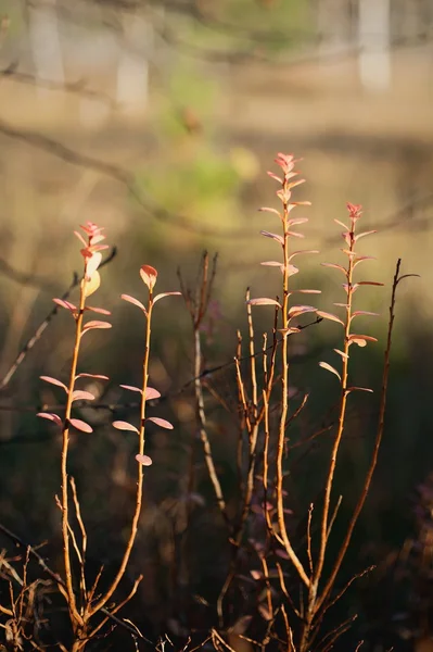 Φύλλα Του Φθινοπώρου Της Ττε Billberry Στο Φως Του Ηλιοβασιλέματος — Φωτογραφία Αρχείου