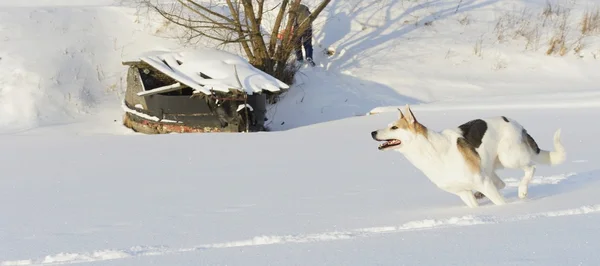 Running Dog — Stock Photo, Image