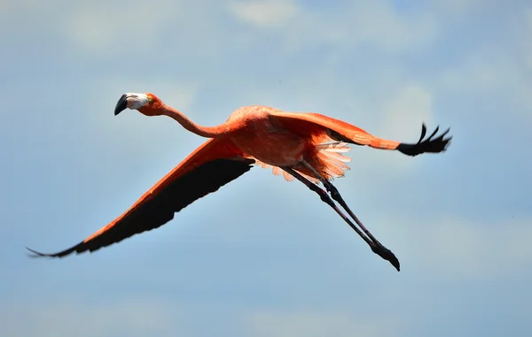 Vliegende flamingo — Stockfoto