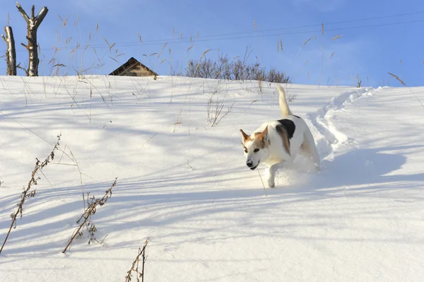 Perro que corre — Foto de Stock